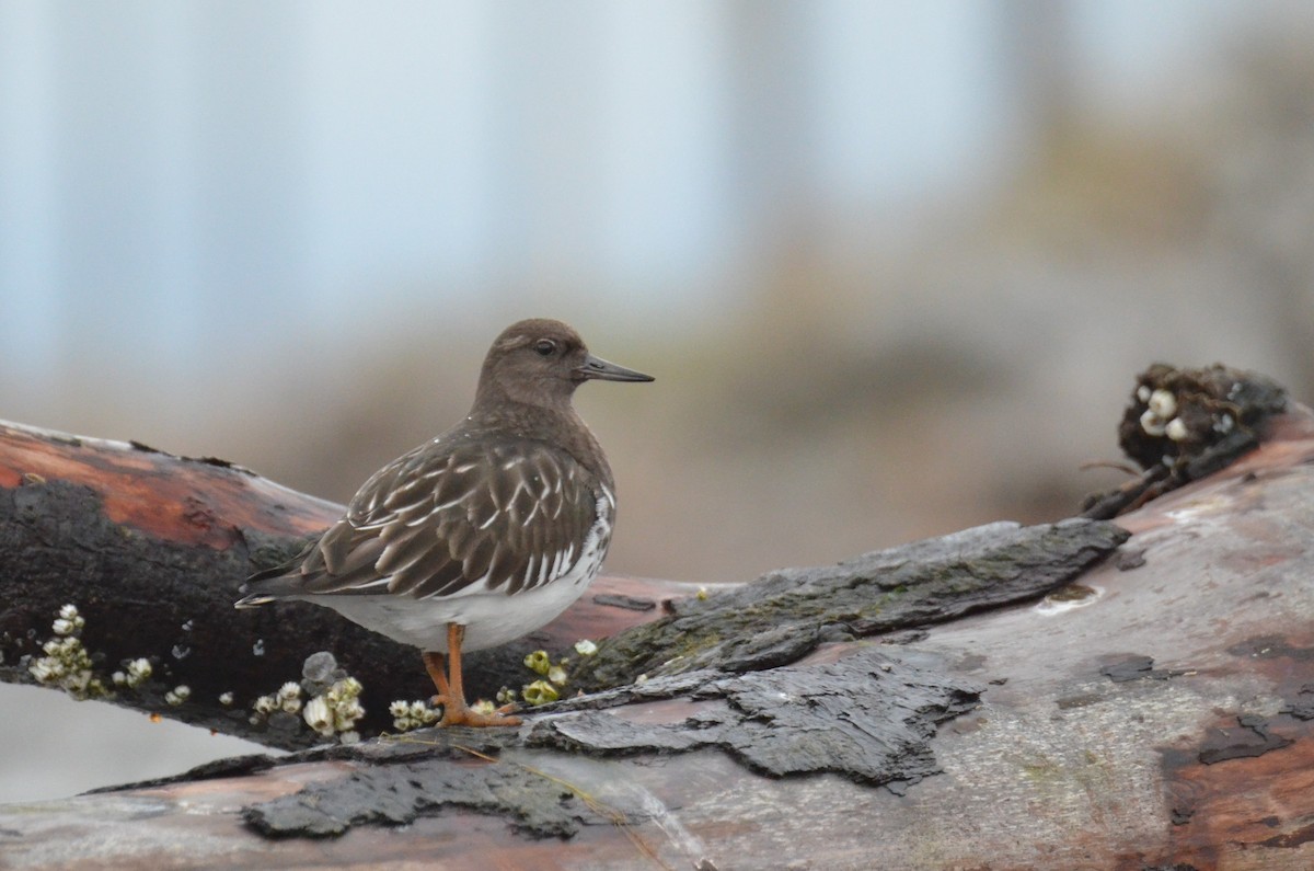 Black Turnstone - ML608407681