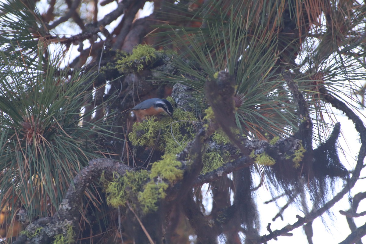 Red-breasted Nuthatch - ML608407741