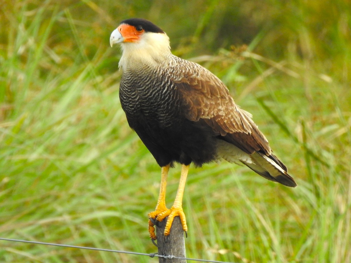 Crested Caracara - ML608407757