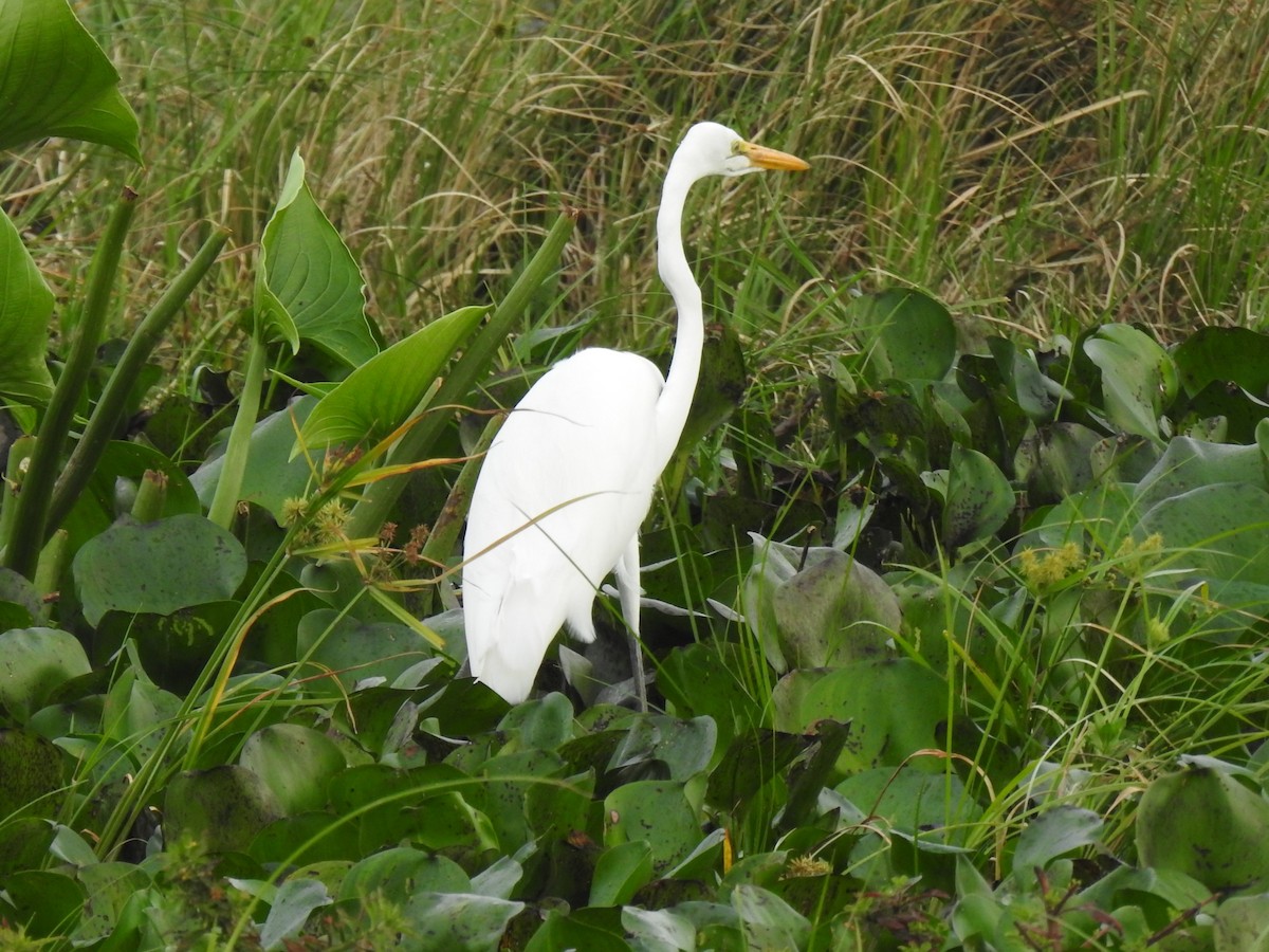 Great Egret - ML608407770