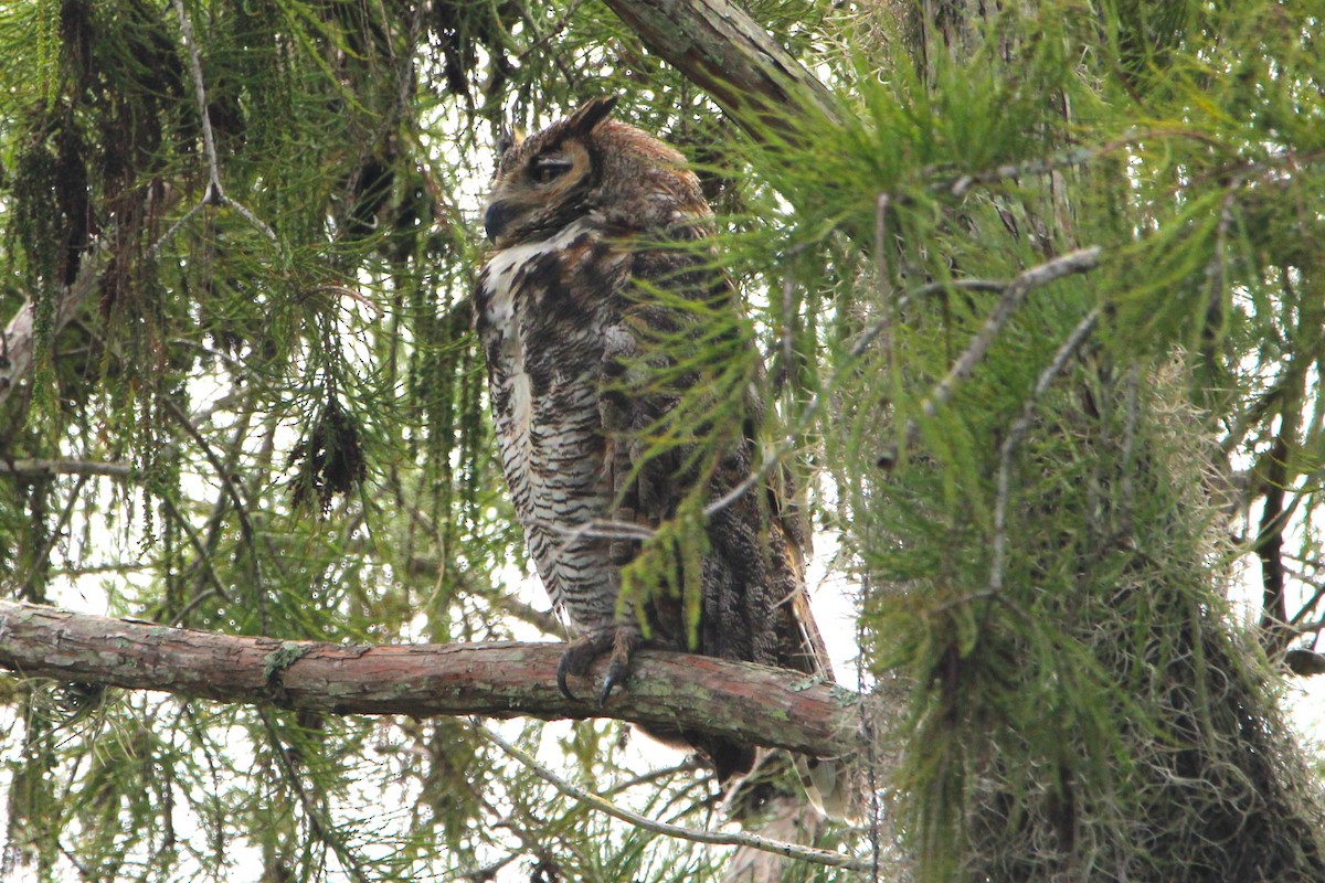 Great Horned Owl - ML608407951