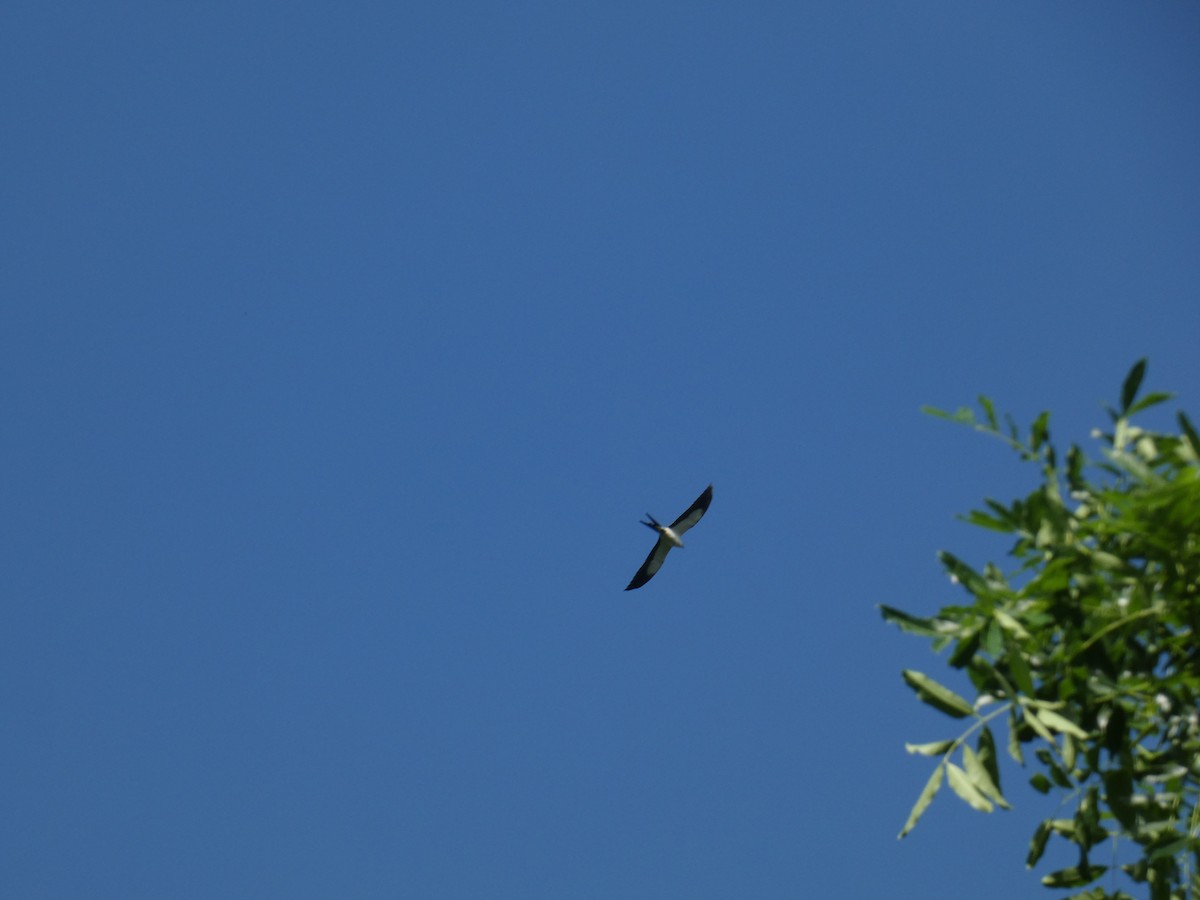 Swallow-tailed Kite - ML608407964