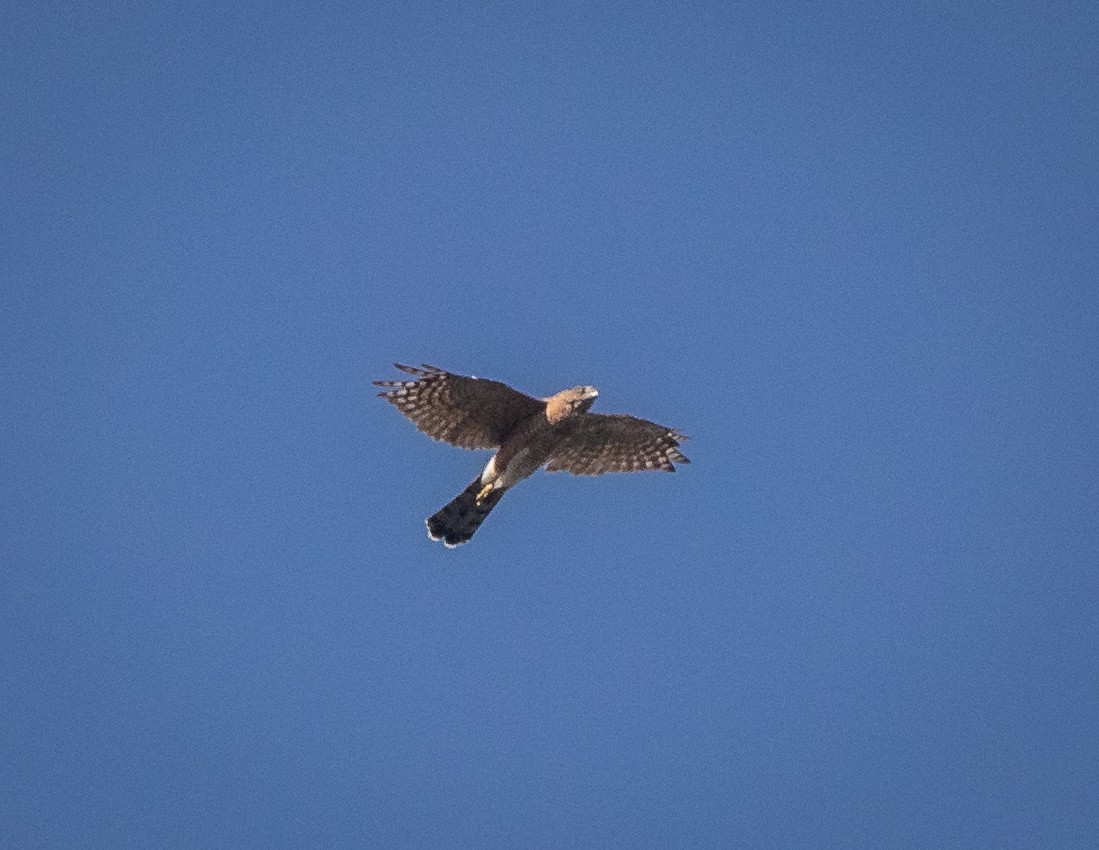 Cooper's Hawk - bj worth