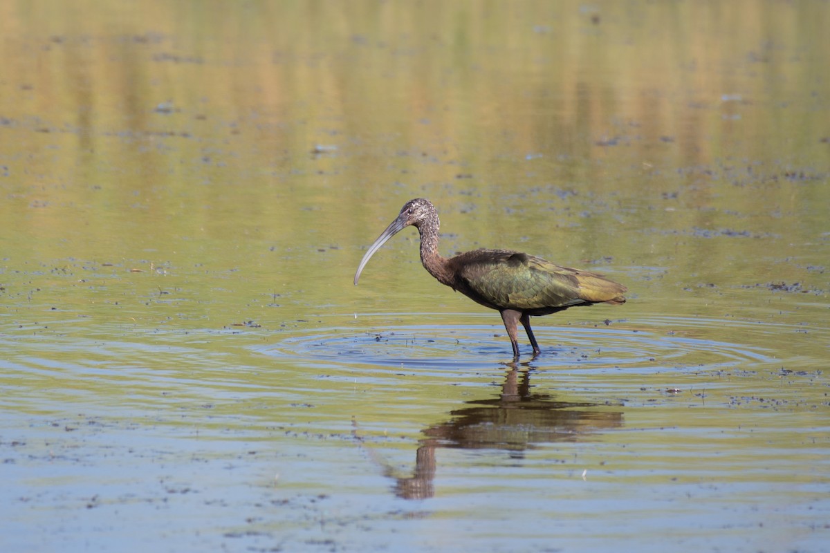 White-faced Ibis - Chad Remley