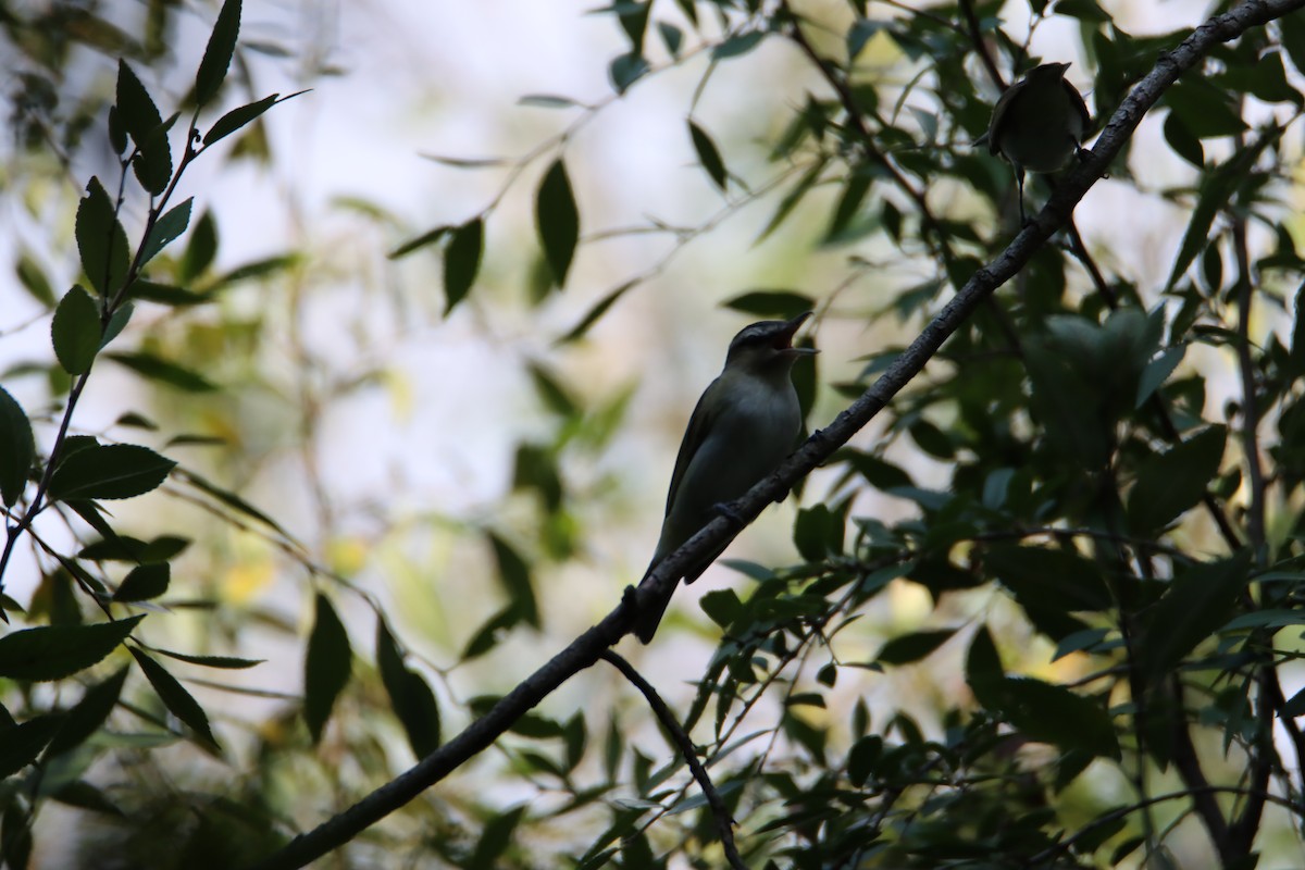 Red-eyed Vireo - ML608408022