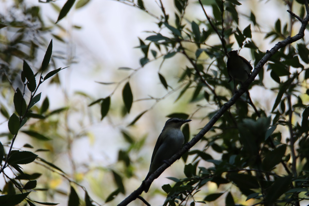 Red-eyed Vireo - ML608408023