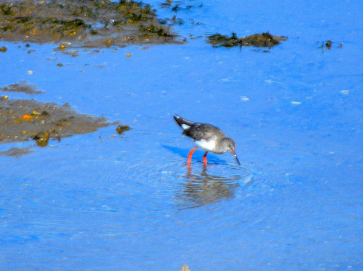 Common Redshank - ML608408078