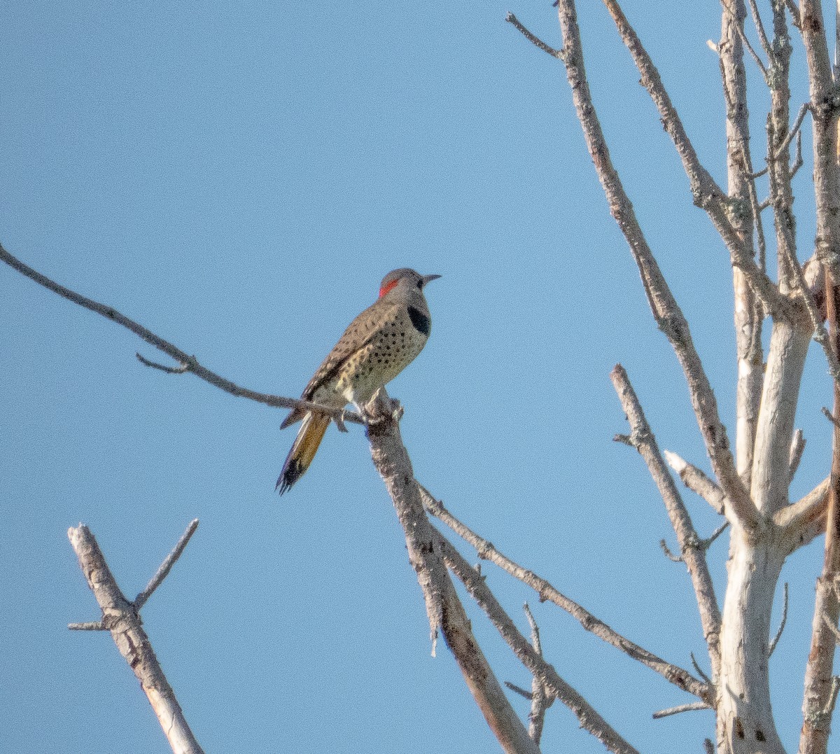 Northern Flicker - ML608408102