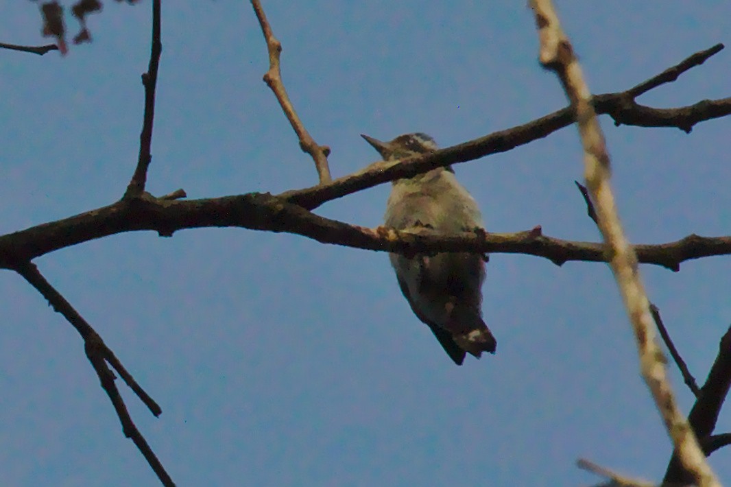Brown-capped Pygmy Woodpecker - ML608408163