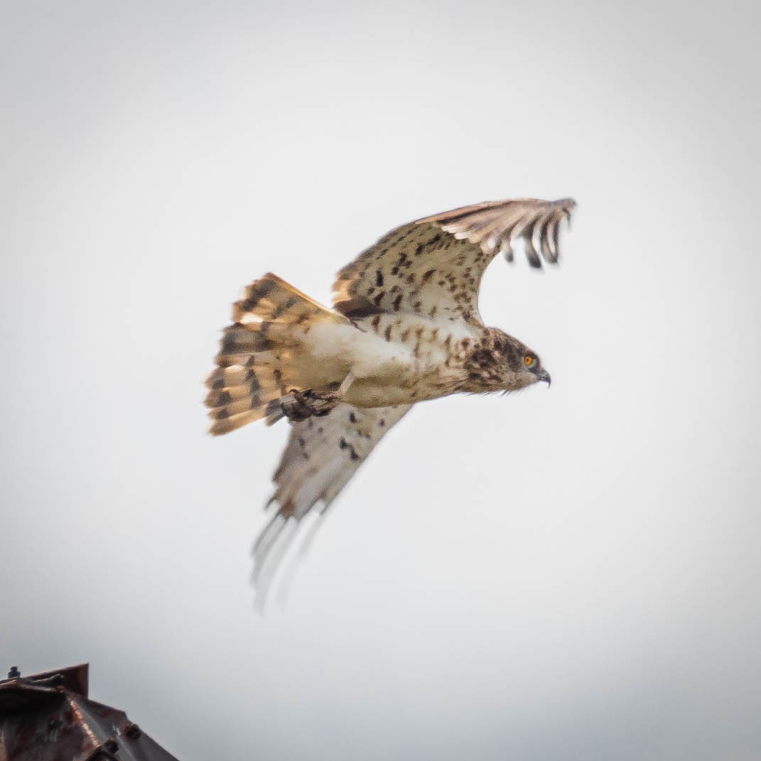 Short-toed Snake-Eagle - ML608408166