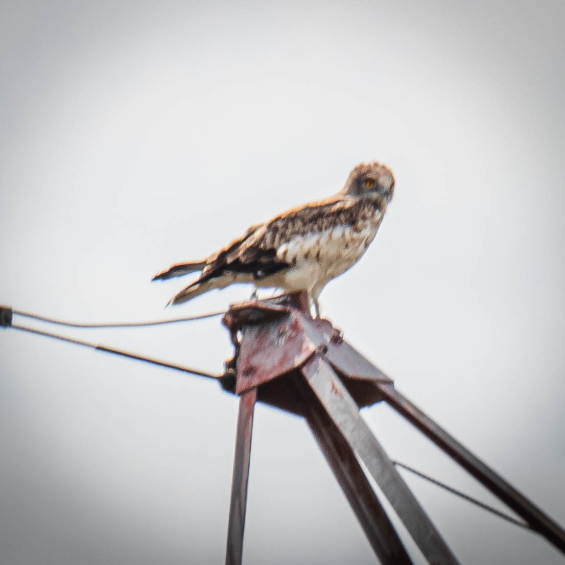 Short-toed Snake-Eagle - ML608408167