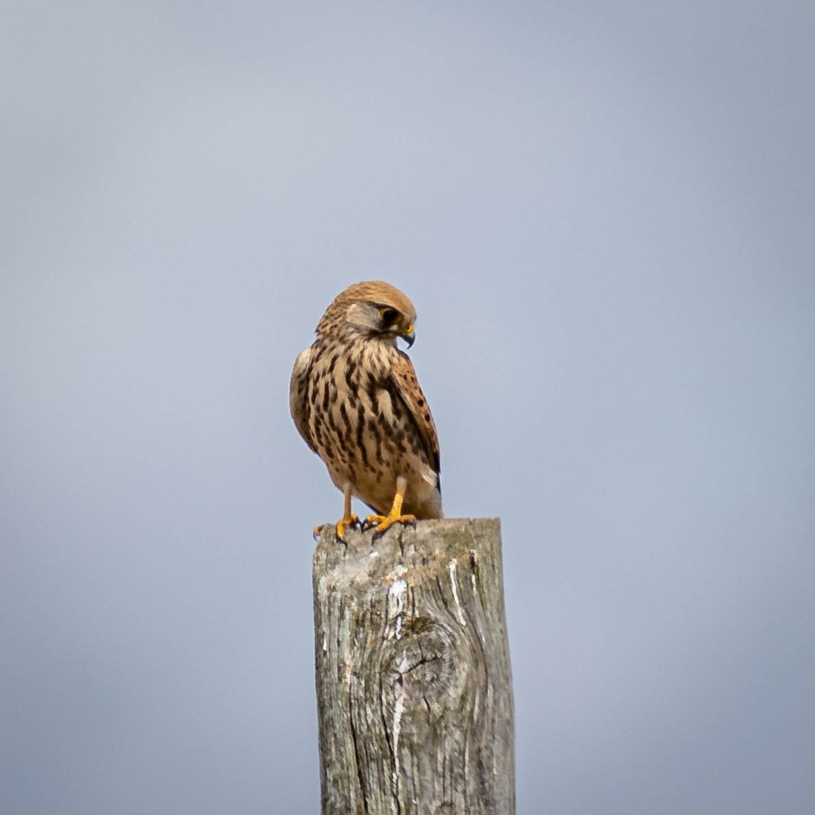 Eurasian Kestrel - ML608408182