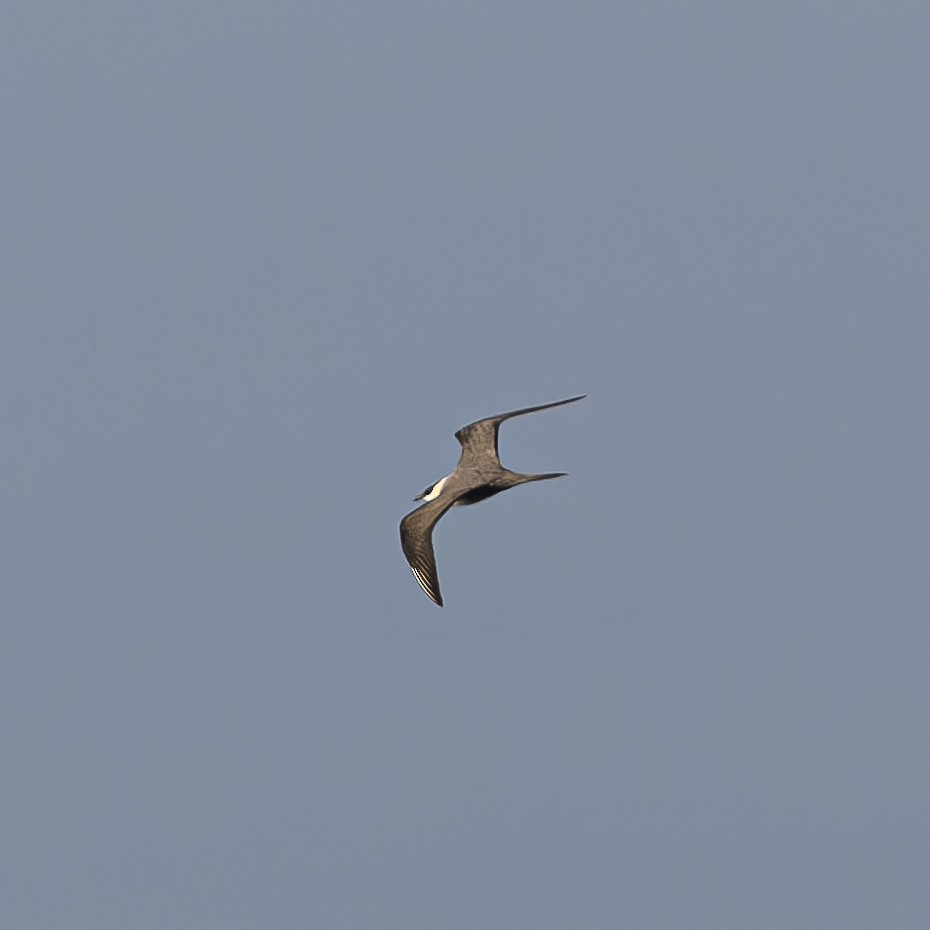 Long-tailed Jaeger - Bill Carpenter