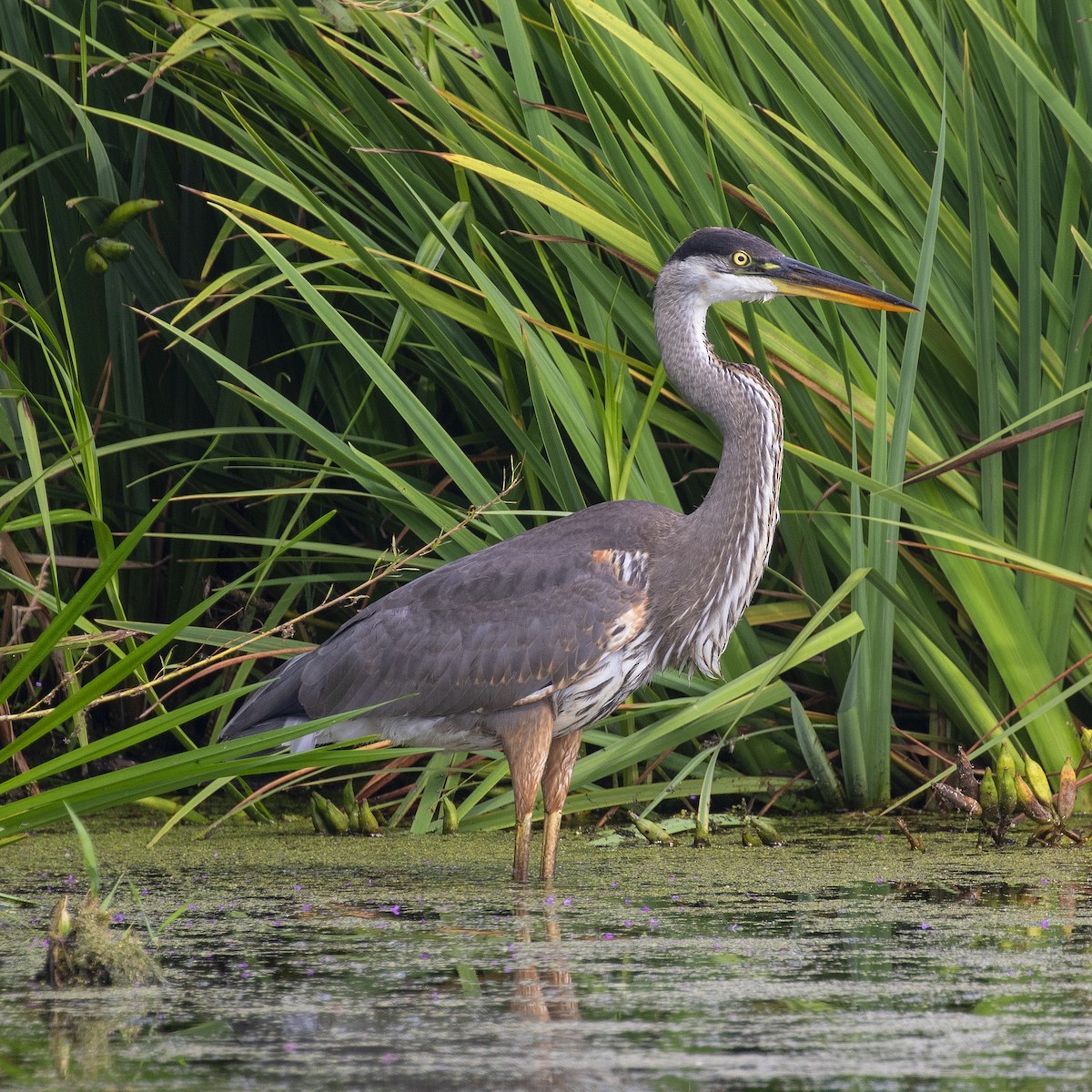 Great Blue Heron (Great Blue) - ML608408286