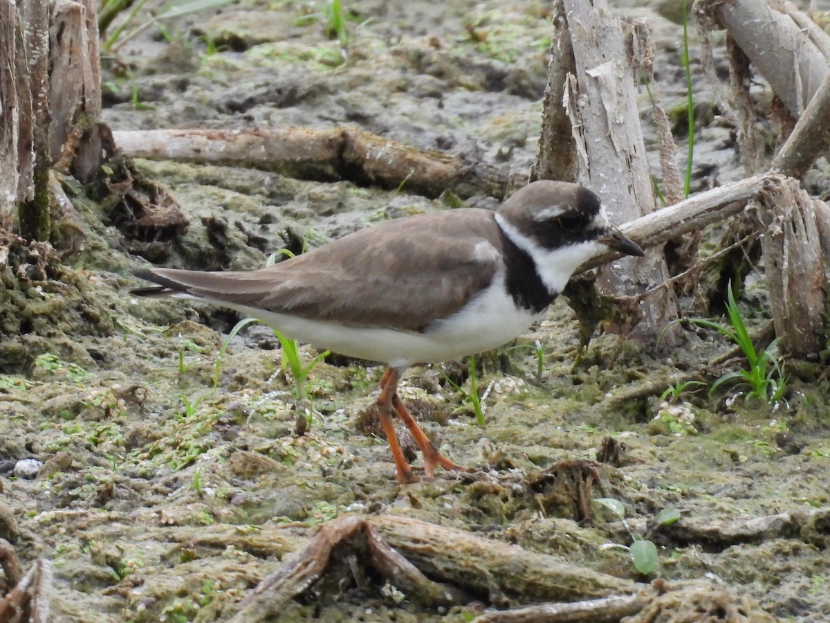 Semipalmated Plover - ML608408296