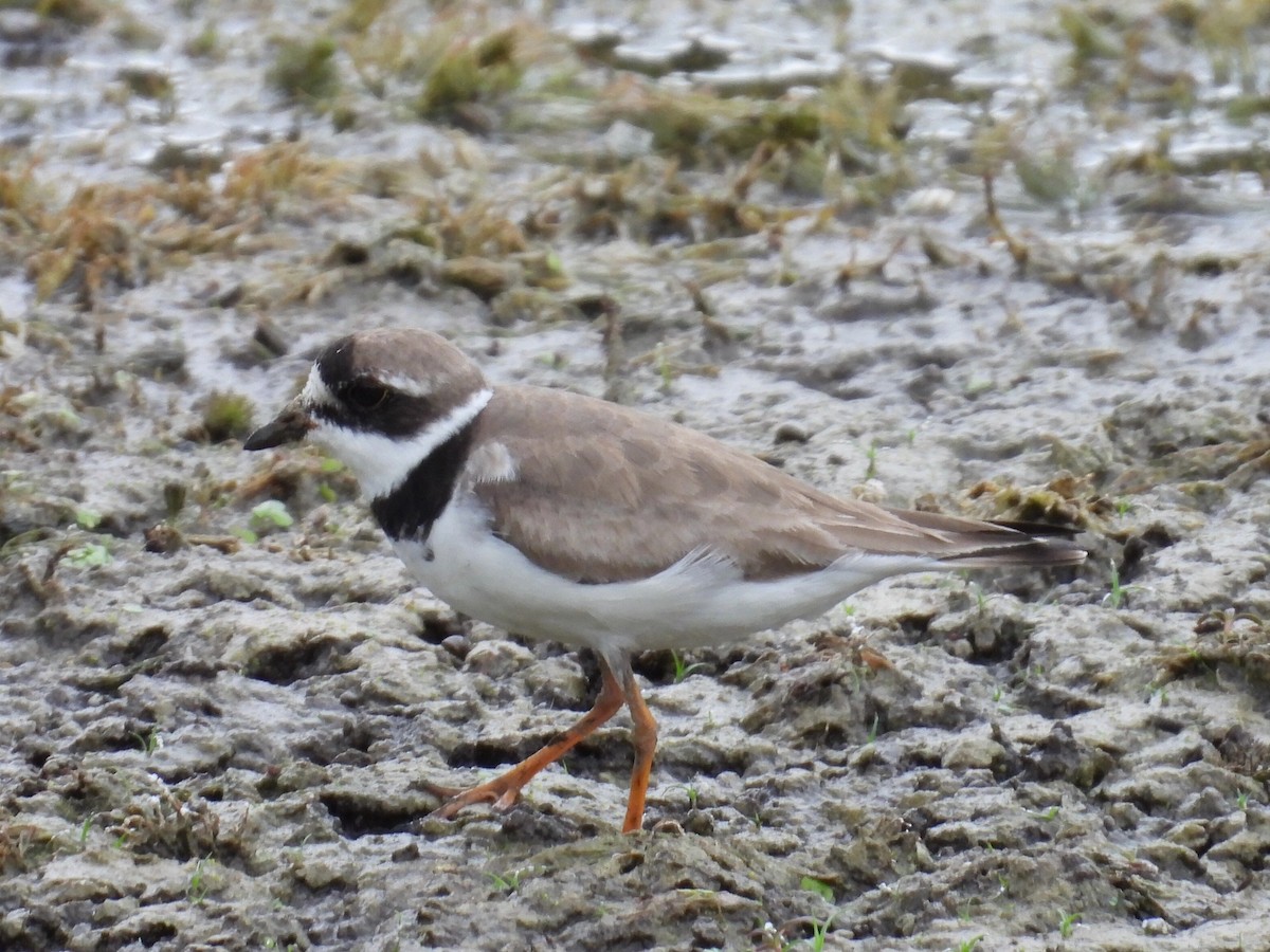 Semipalmated Plover - ML608408297