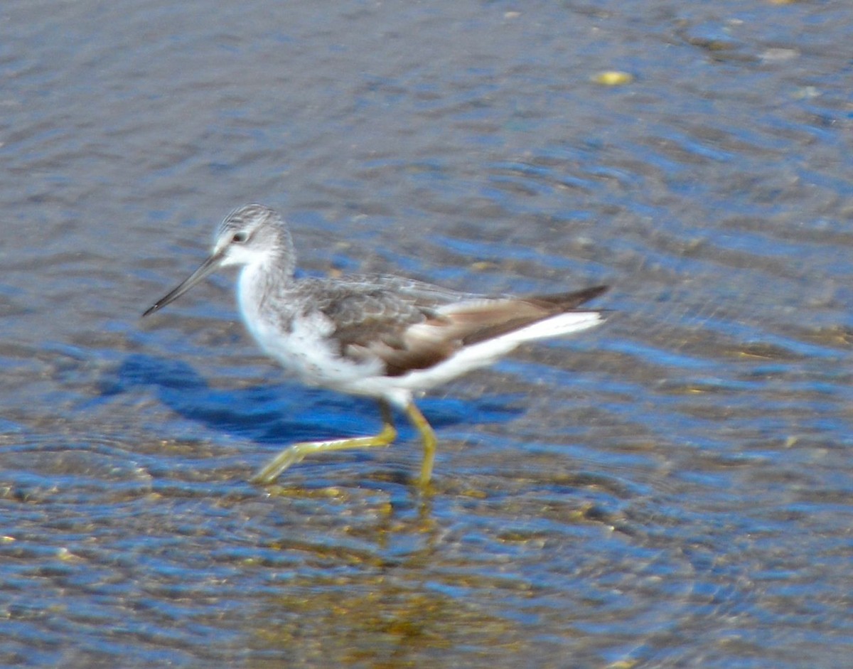 Common Greenshank - Jorge Leitão