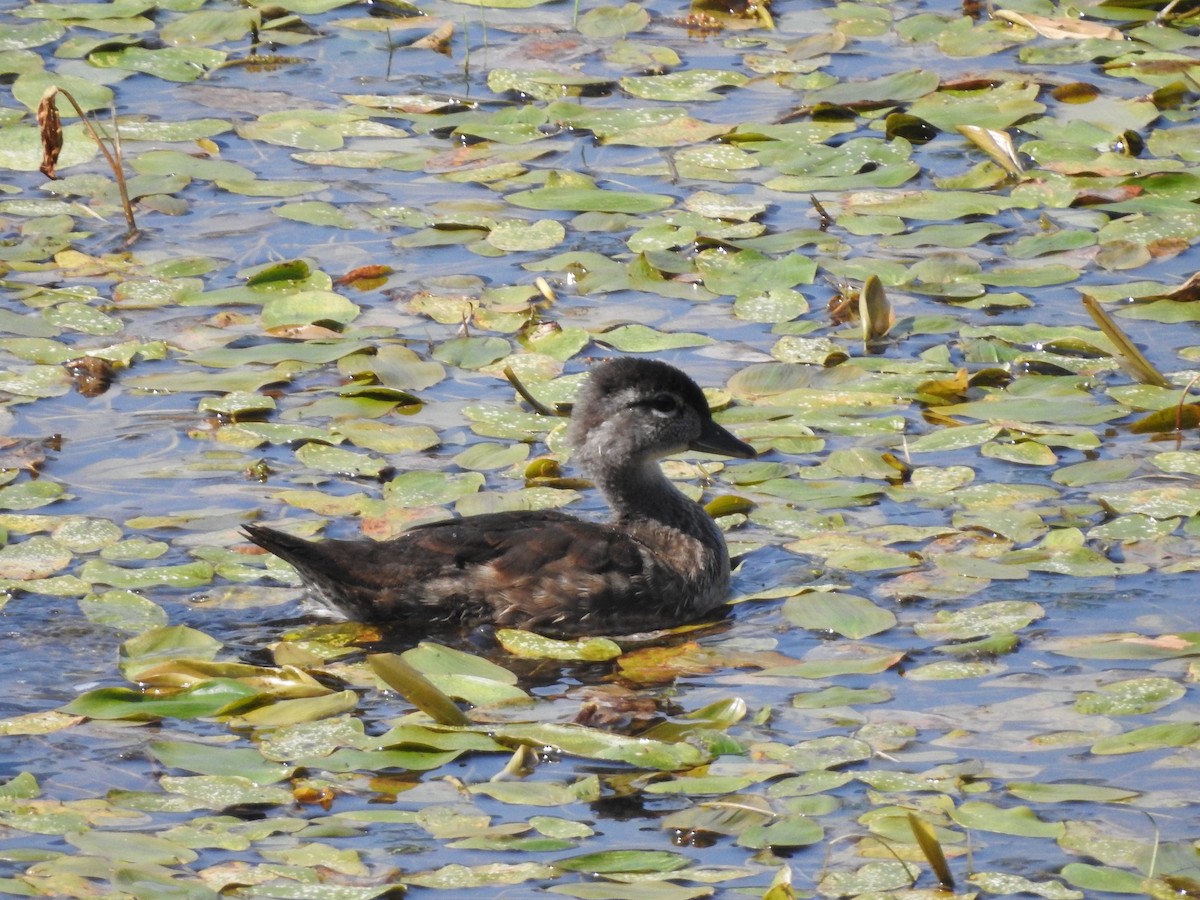 Wood Duck - ML608408394