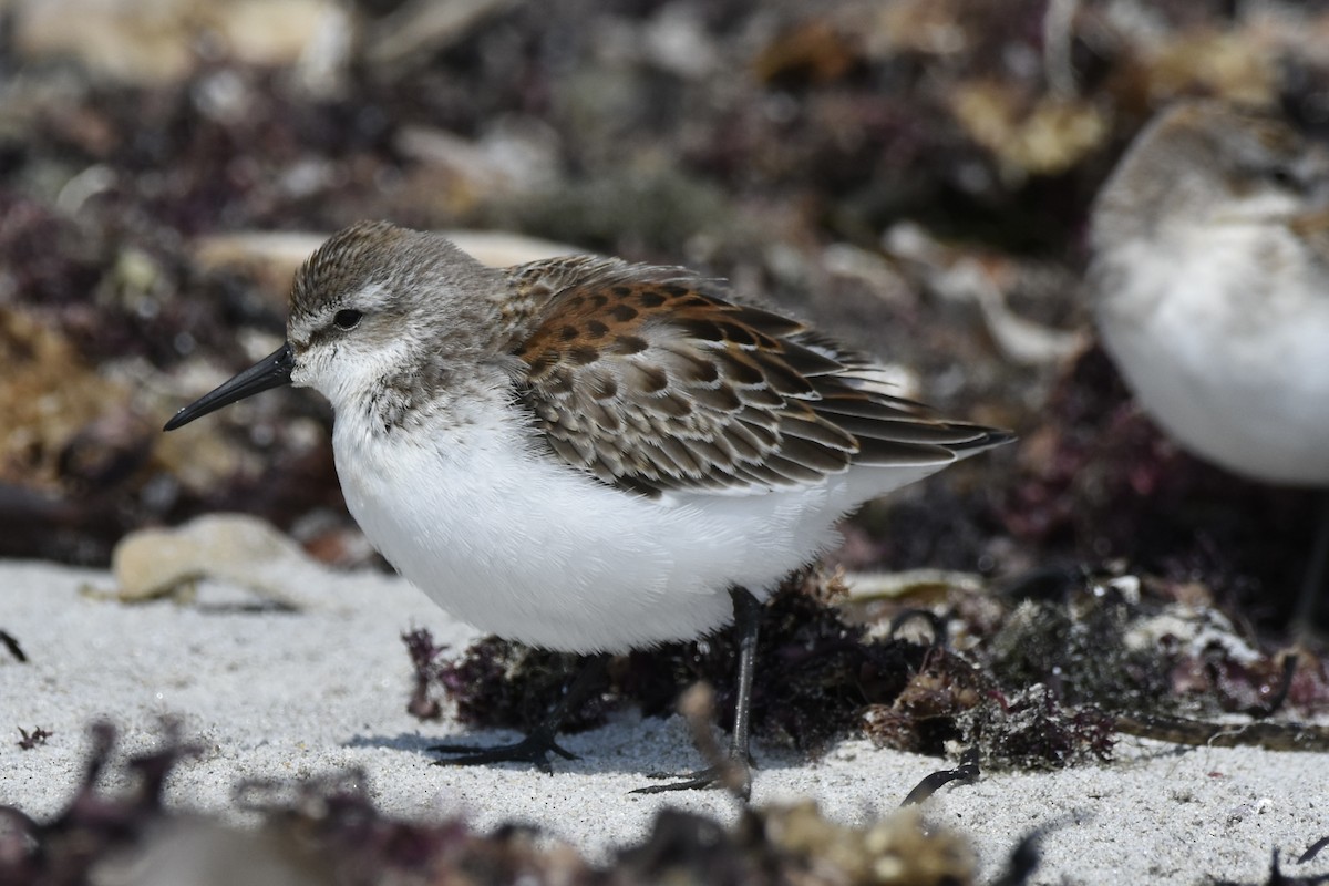 Bergstrandläufer - ML608408473