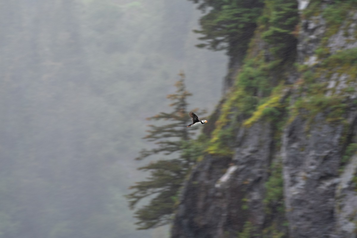 Horned Puffin - ML608408548