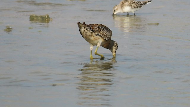 Short-billed Dowitcher - ML608408627