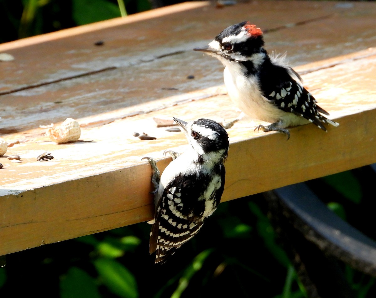 Downy Woodpecker - ML608408631