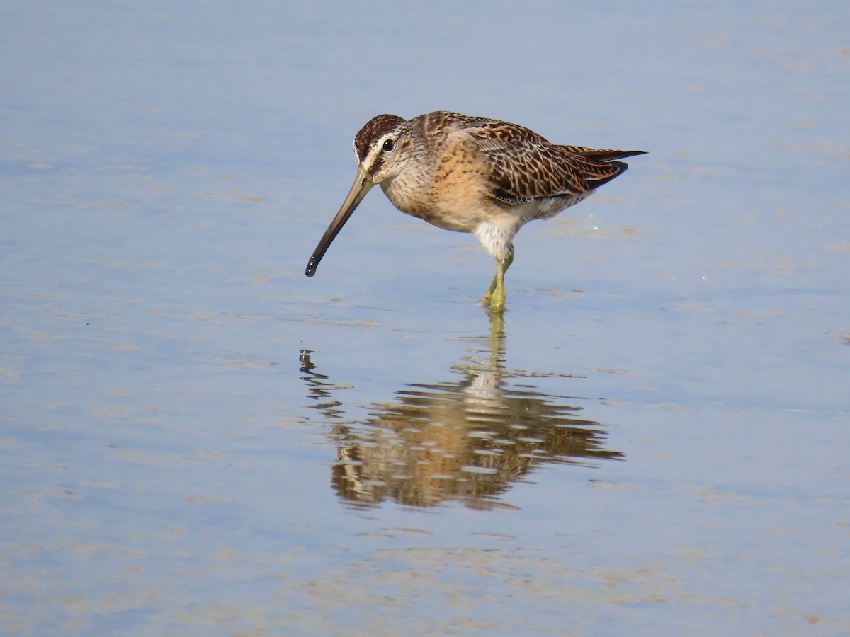 Short-billed Dowitcher - Thore Noernberg