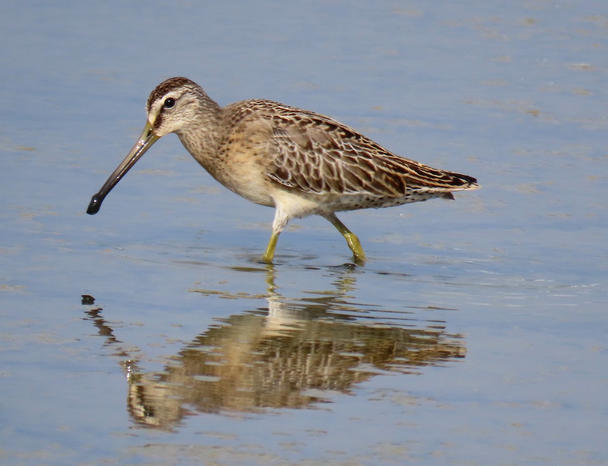 Short-billed Dowitcher - Thore Noernberg