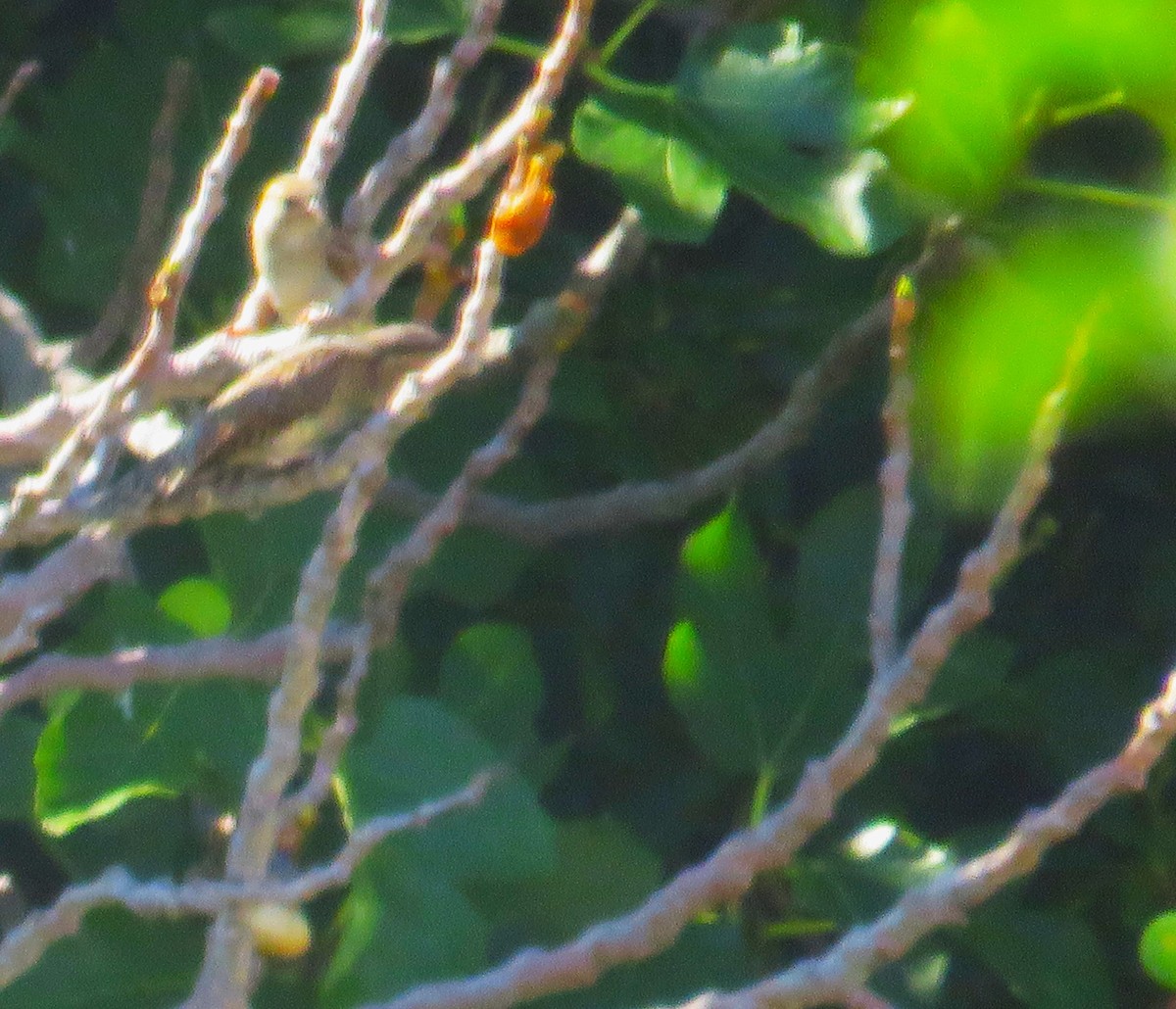 Eurasian Wryneck - Ben Ward