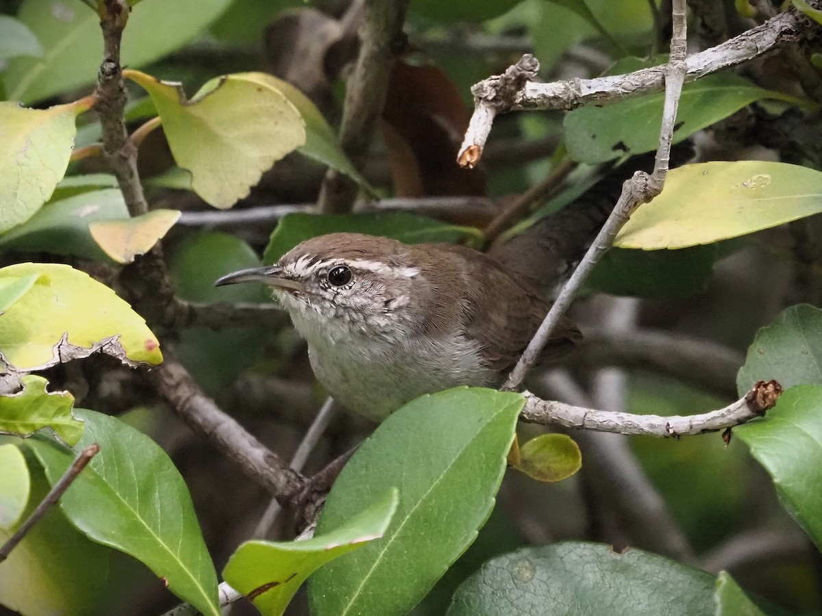 Bewick's Wren - ML608408681