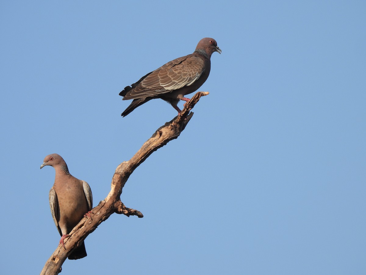 Picazuro Pigeon - ML608408718