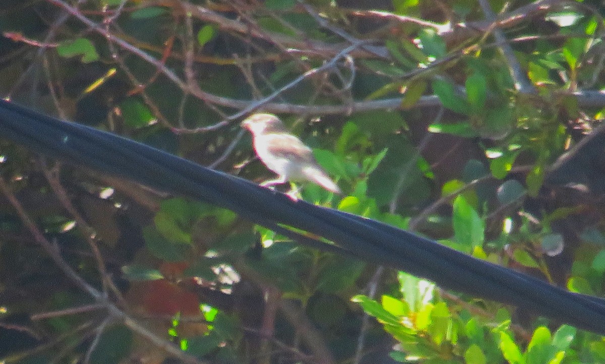 Red-backed Shrike - ML608408768