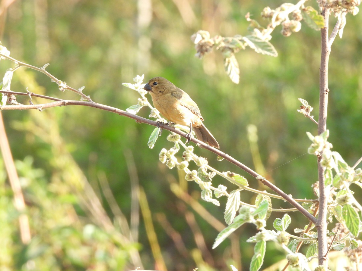 White-bellied Seedeater - ML608408796