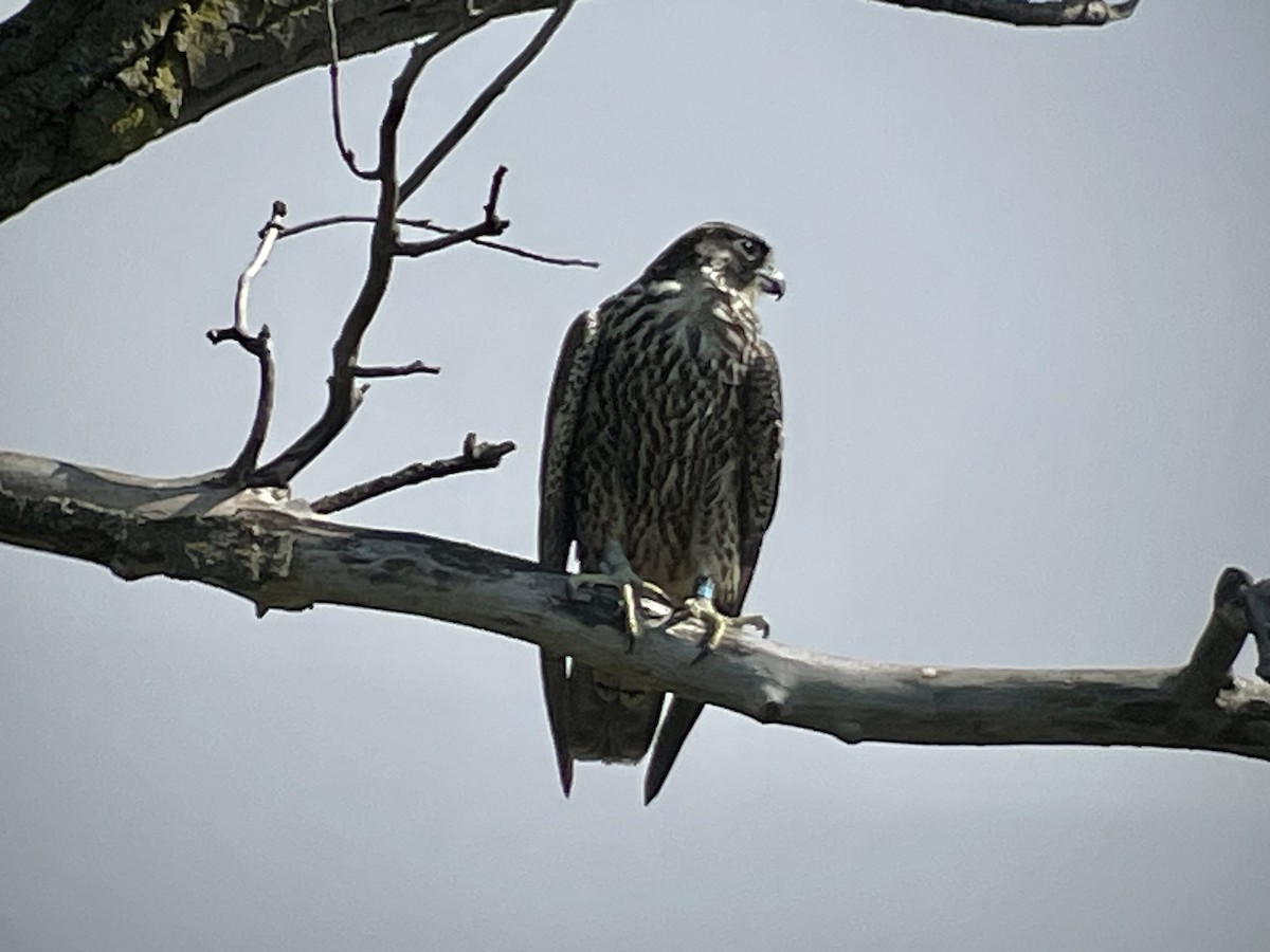 Peregrine Falcon - ML608408886