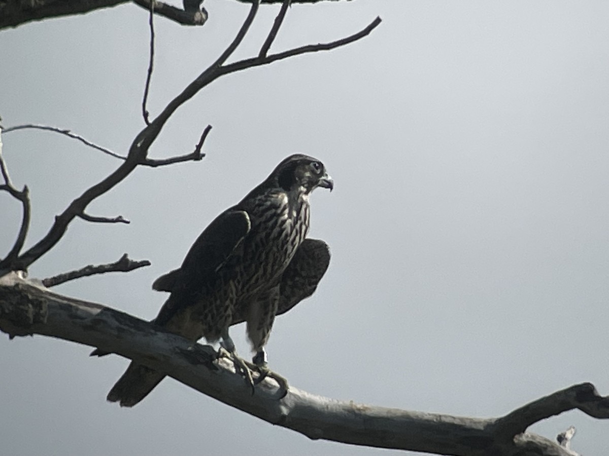 Peregrine Falcon - ML608408887