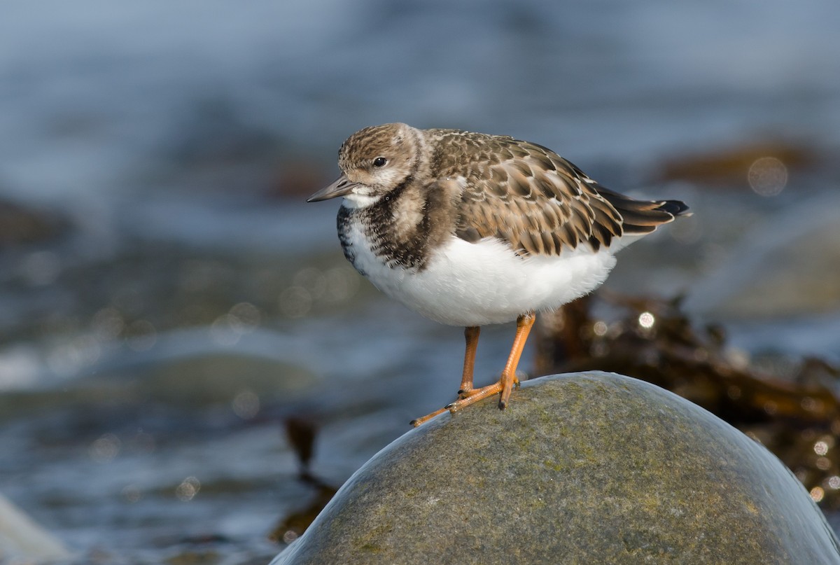 Ruddy Turnstone - ML608408987