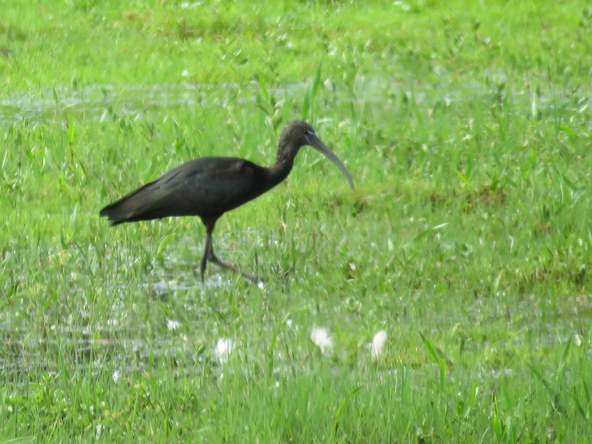ibis hnědý - ML608408988