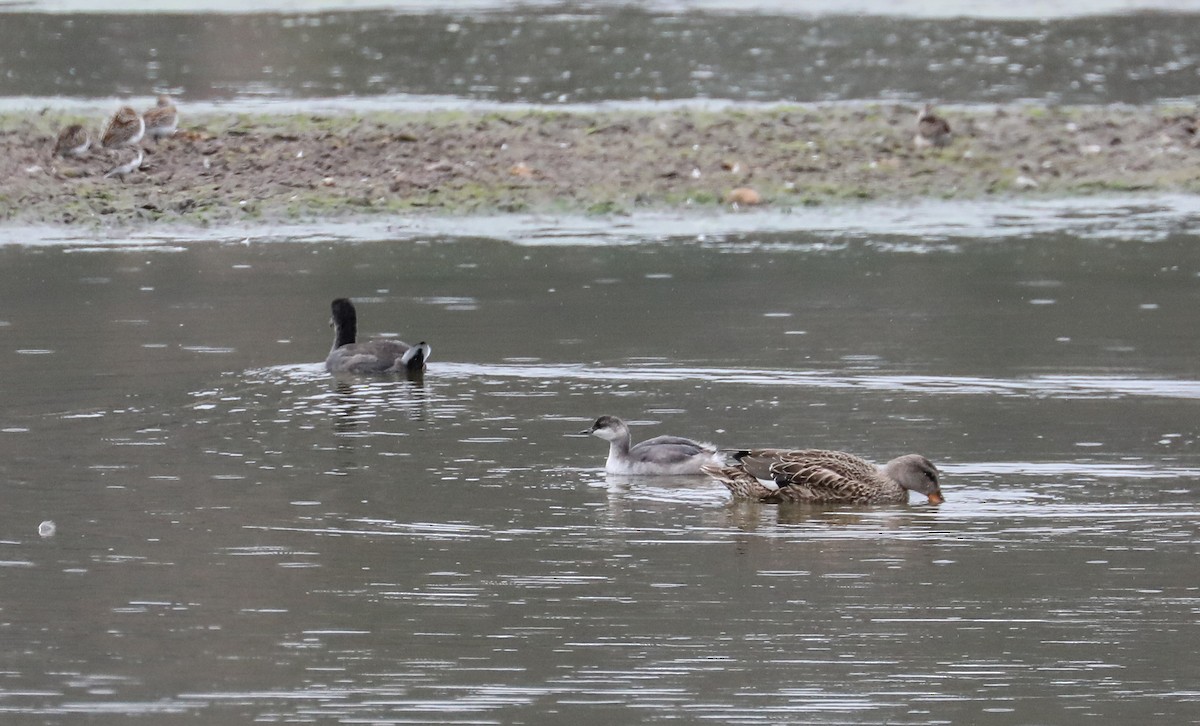 Eared Grebe - Chuck Gates