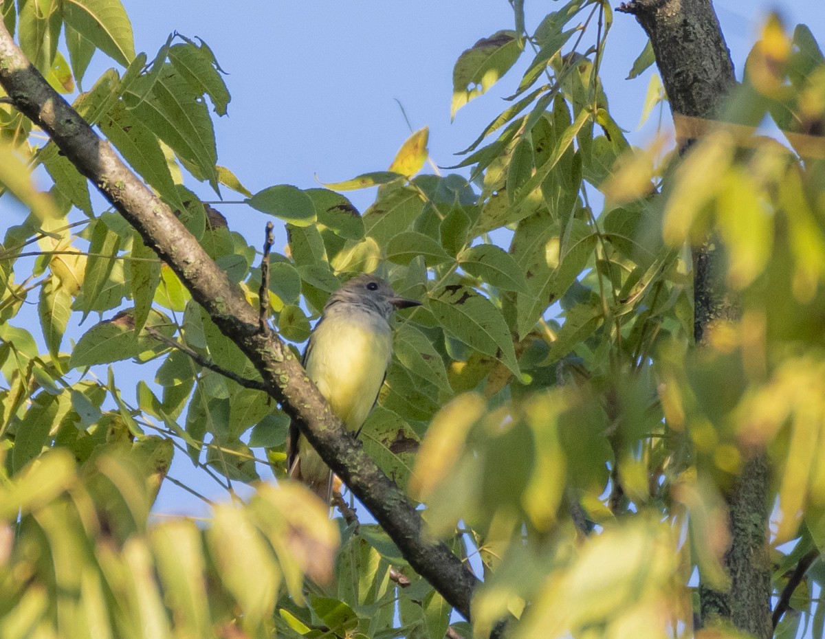 Great Crested Flycatcher - ML608409057