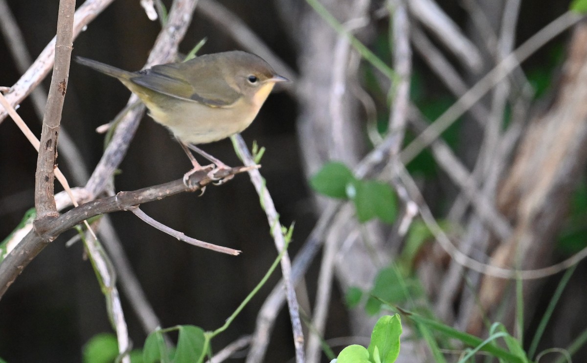 Common Yellowthroat - ML608409091