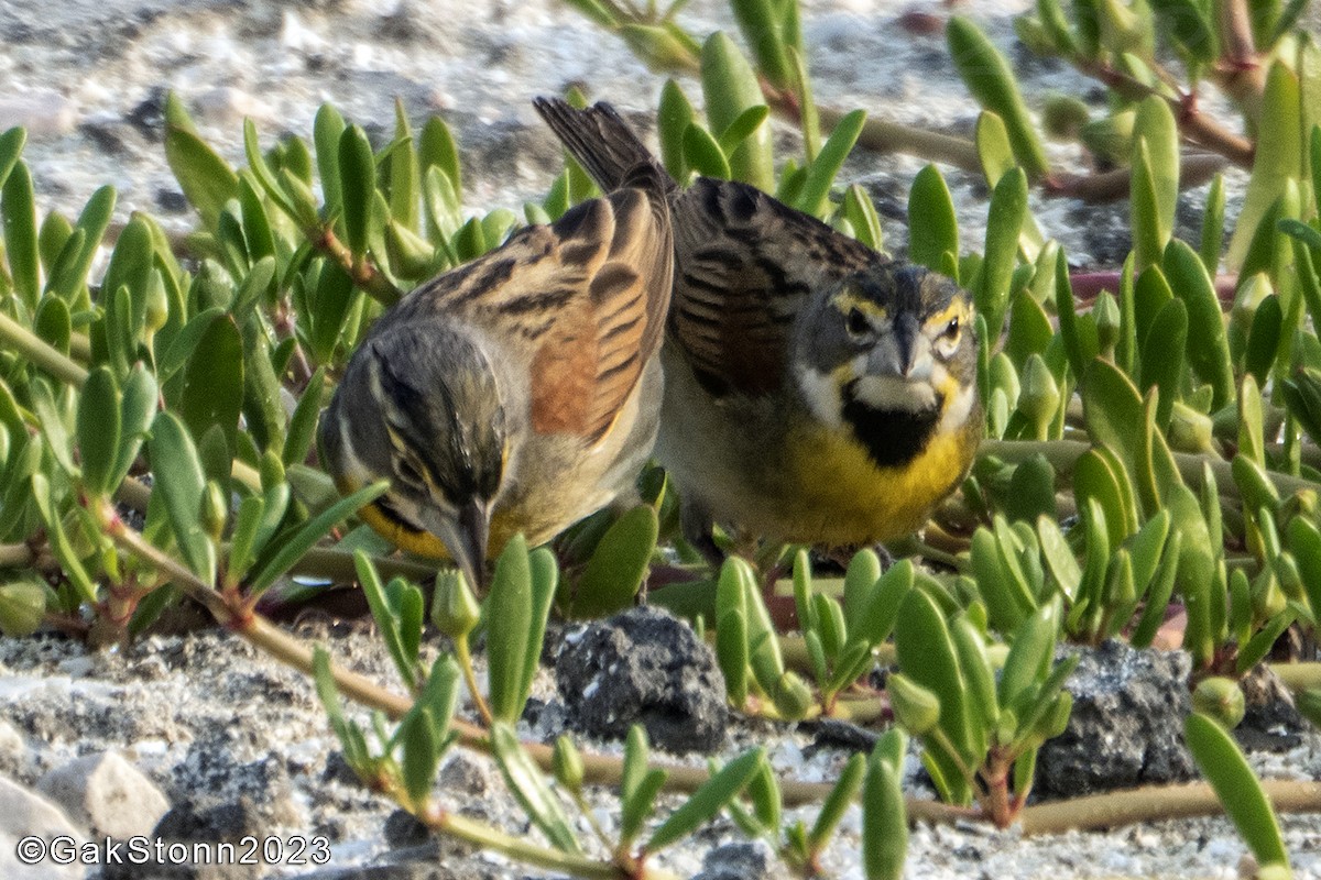 Dickcissel d'Amérique - ML608409191