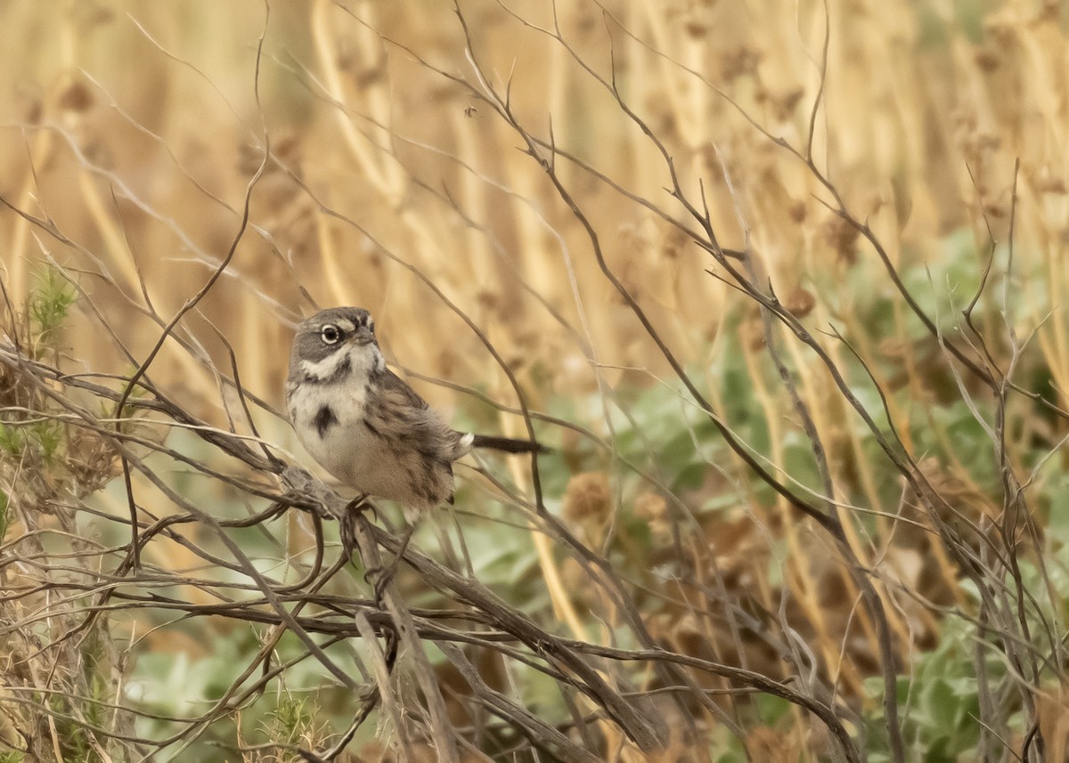 Bell's Sparrow - ML608409211