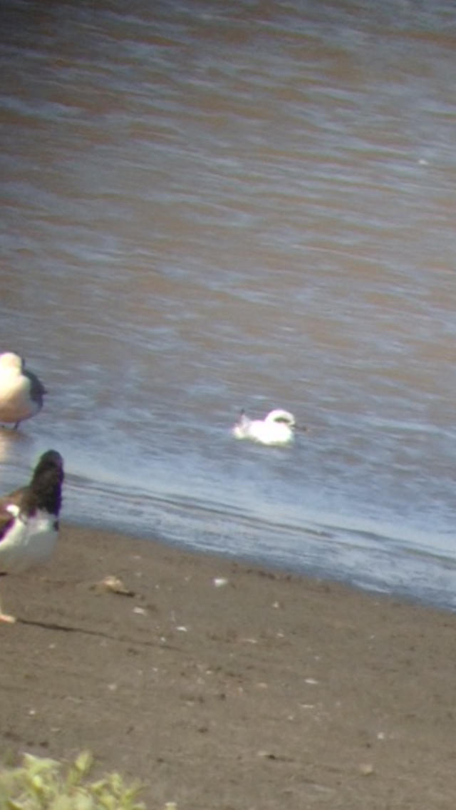 Snowy-crowned Tern - ML60840941