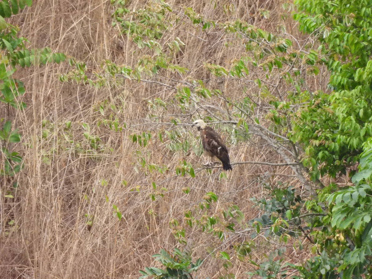 Black-collared Hawk - ML608409527