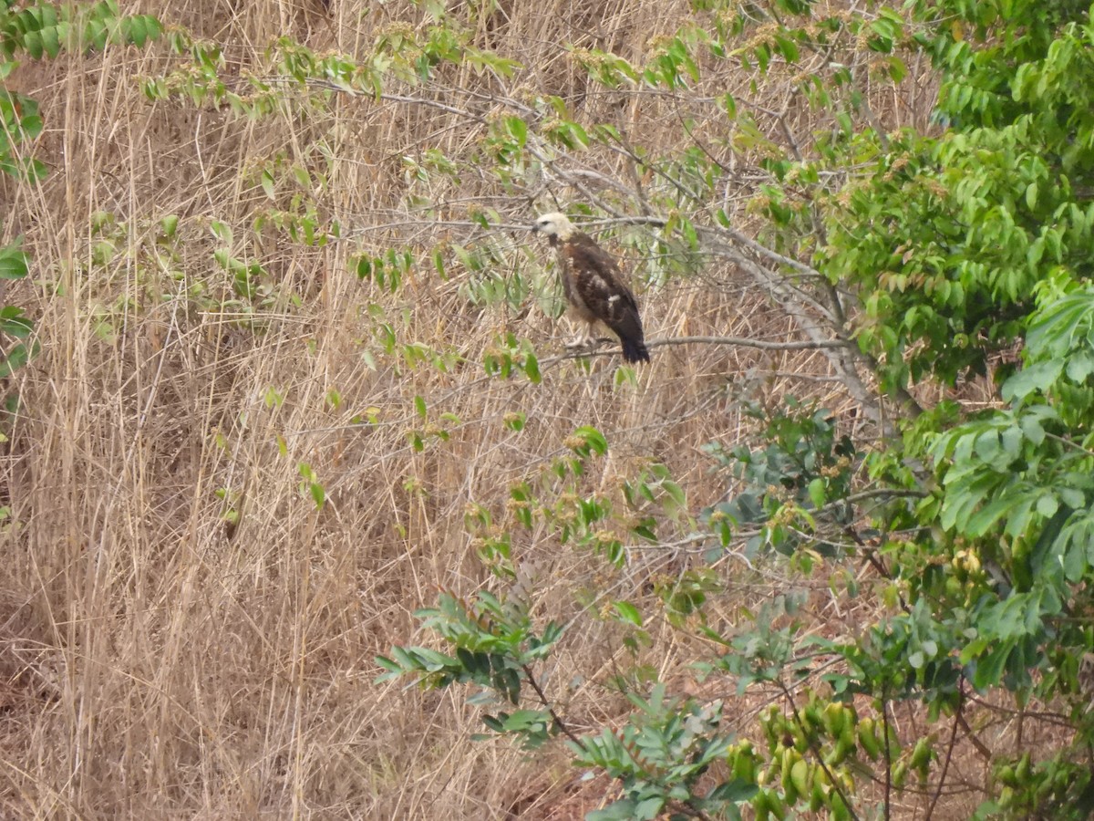 Black-collared Hawk - ML608409532