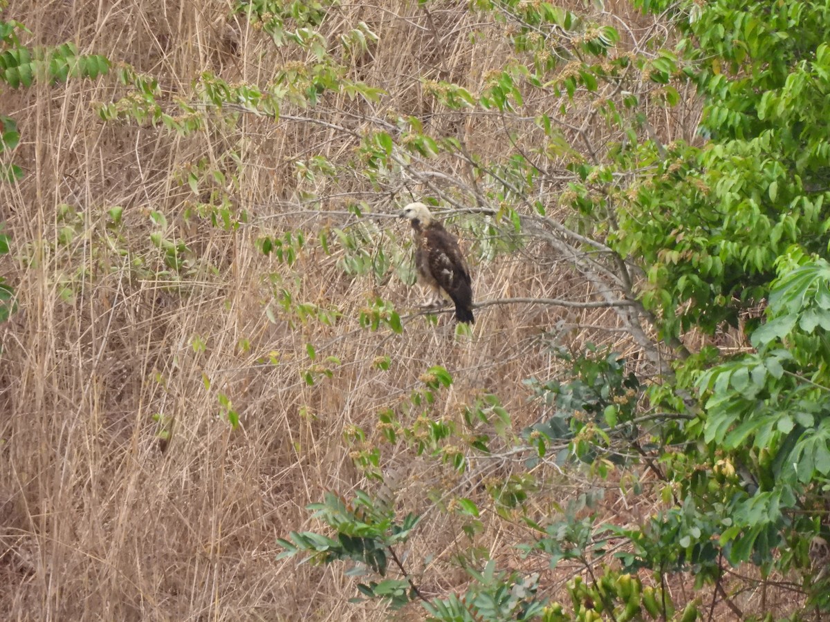 Black-collared Hawk - ML608409537