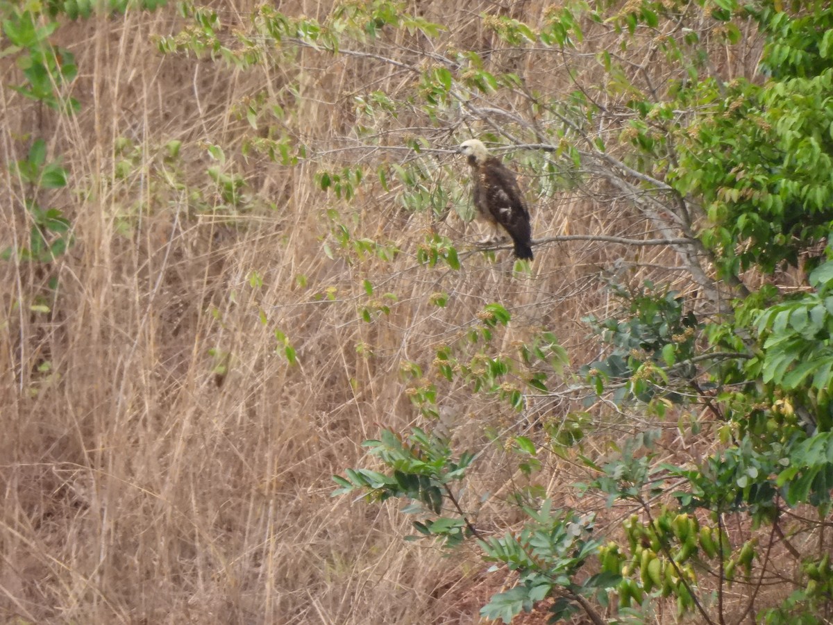 Black-collared Hawk - ML608409538