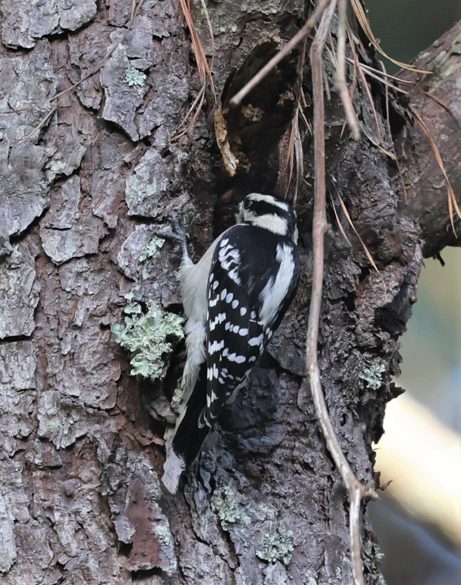 Downy Woodpecker - ML608409567