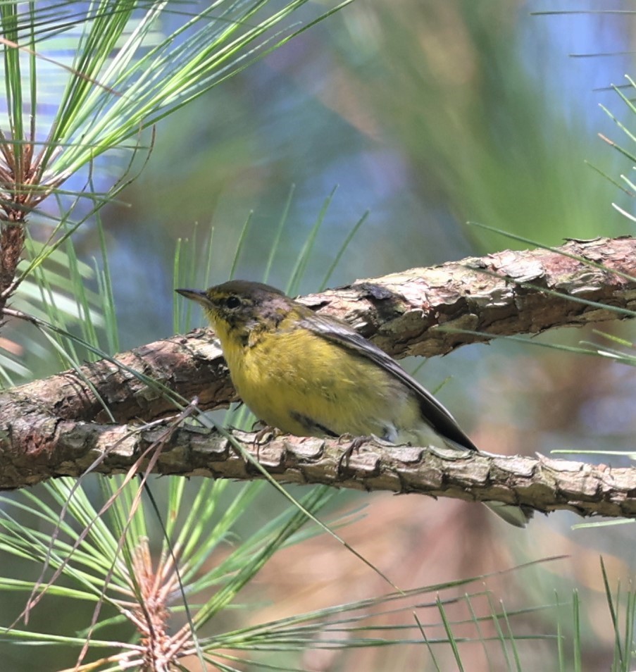 Pine Warbler - ML608409645