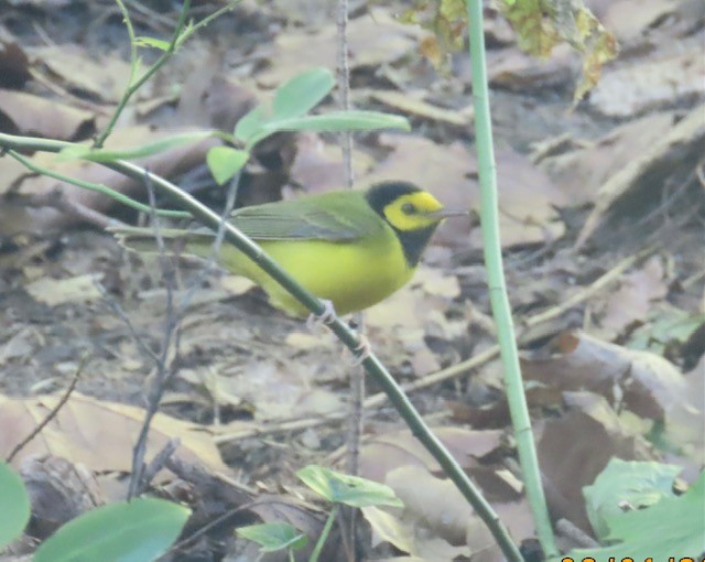 Hooded Warbler - ML608409753